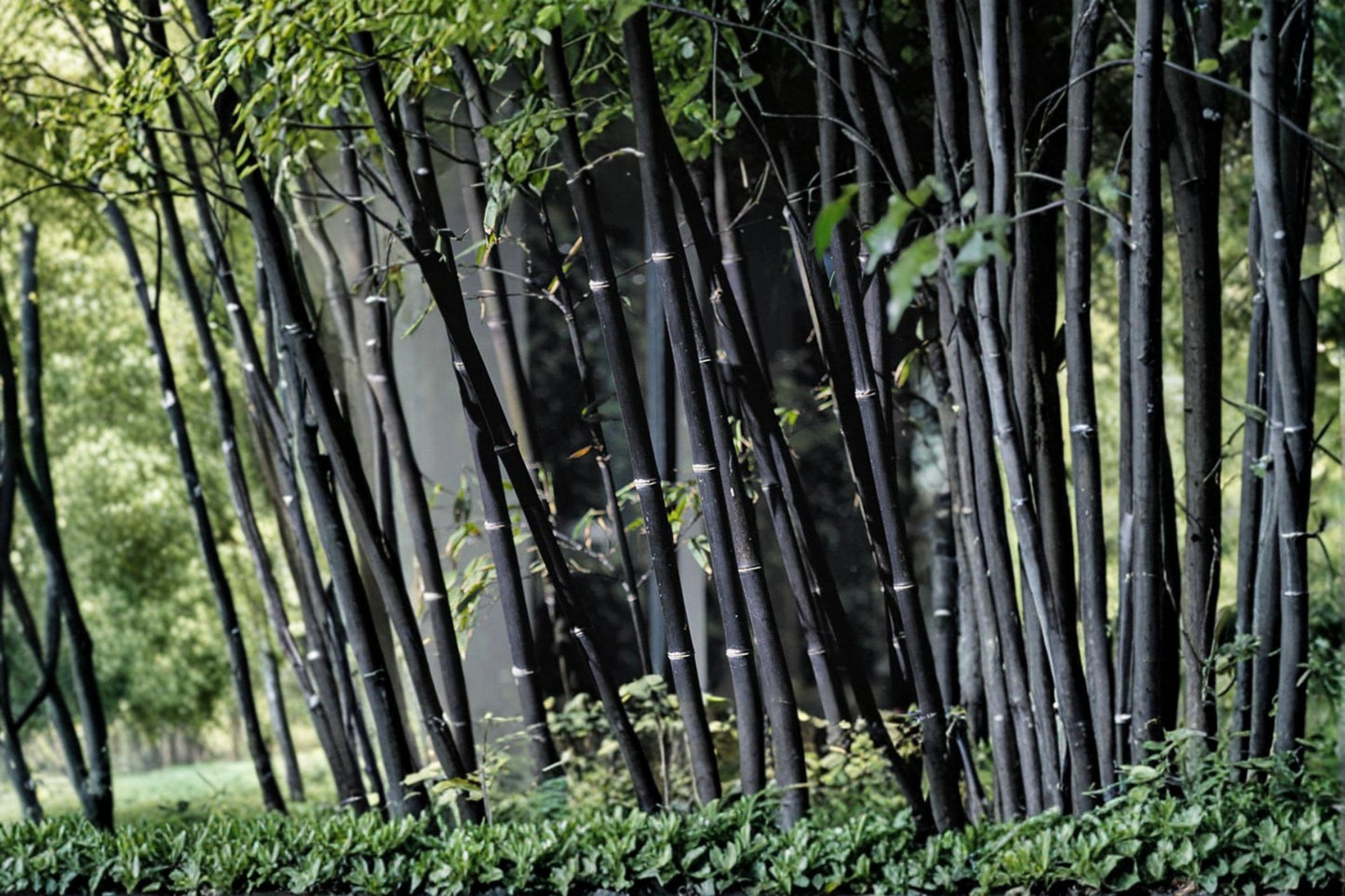 Black Bamboo Seeds – Phyllostachys nigra – Ornamental Bamboo for Landscaping and Privacy Screens