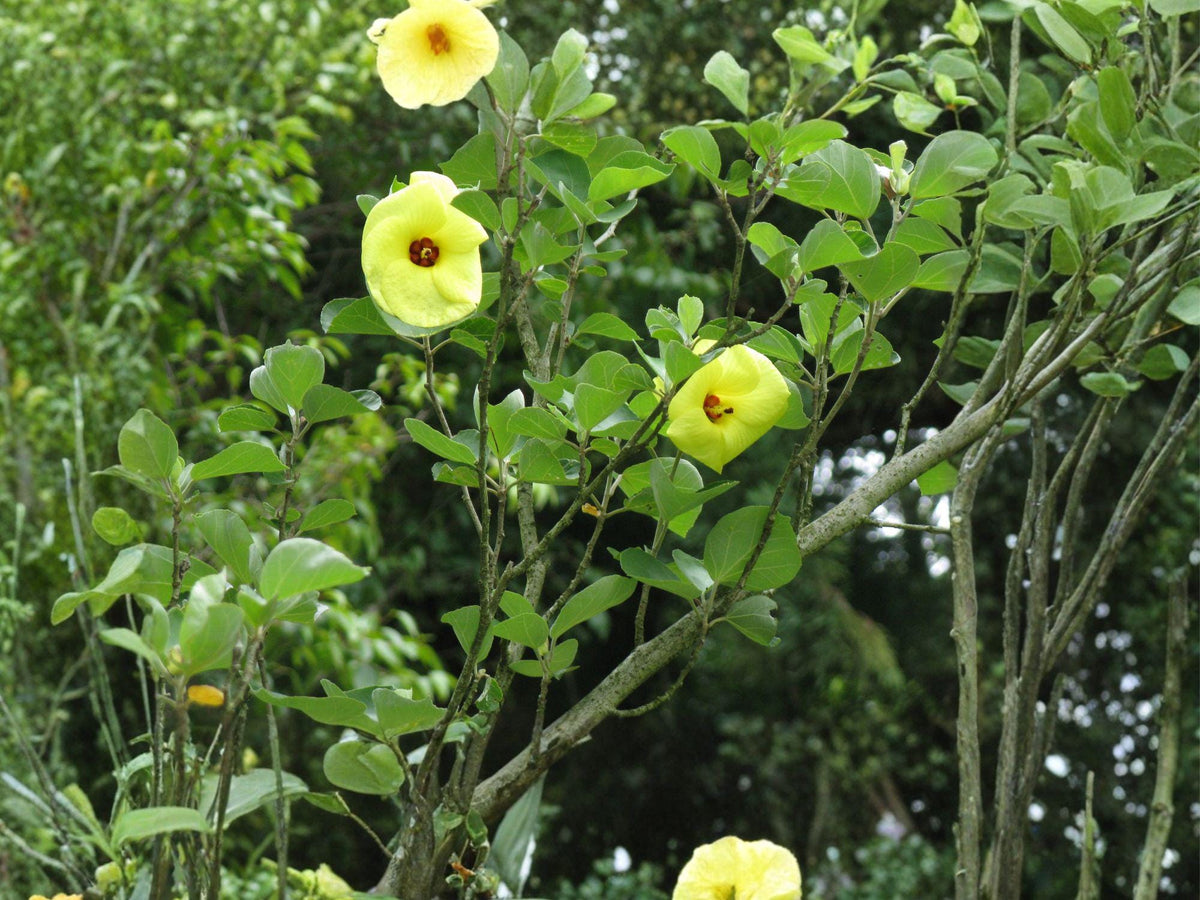 Yellow Rose of Sharon Seeds | Hibiscus hamabo Hardy Shrub with Yellow Flowers | Perennial Garden Plant