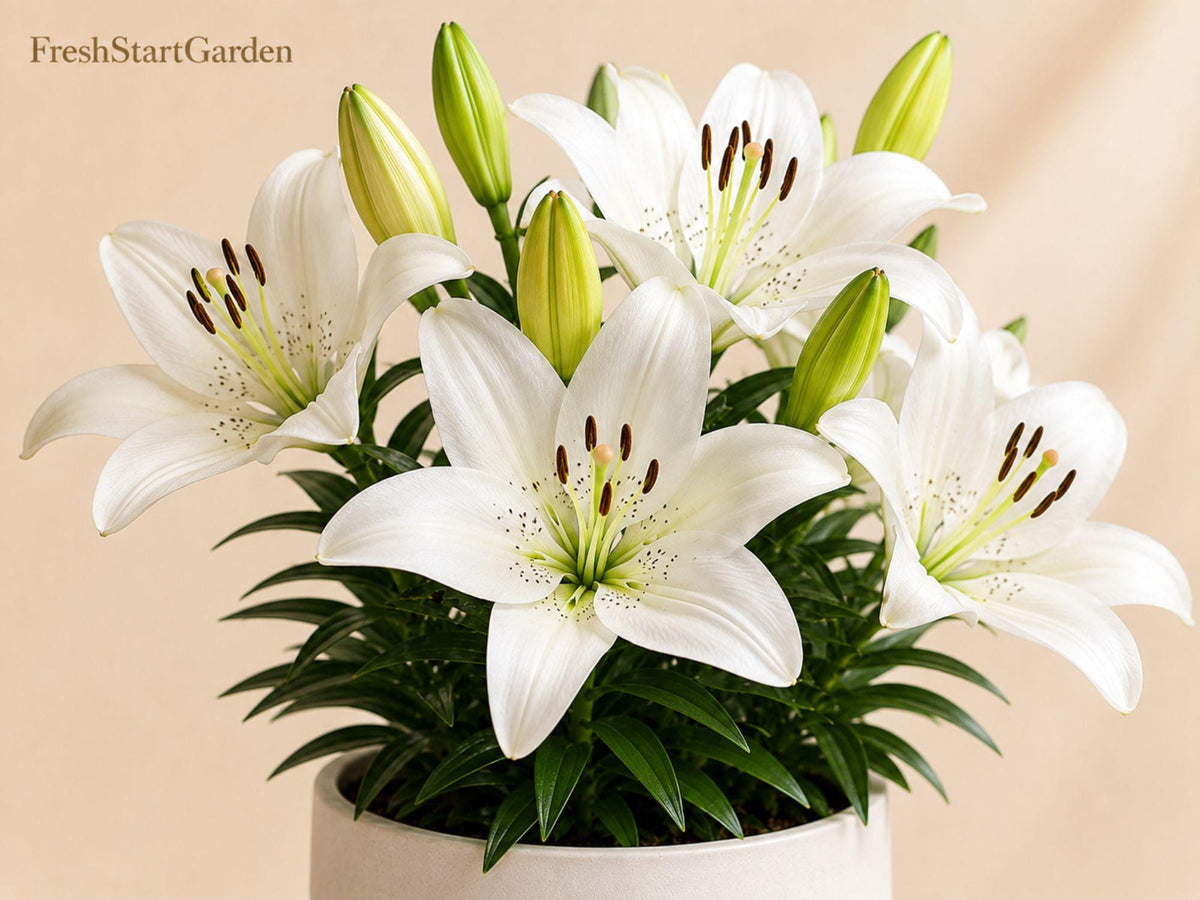 Navona White Asiatic Lily Bulbs – Lilium asiaticum ‘Navona’ Hardy Perennial Flower for Borders, Containers, Garden Beds