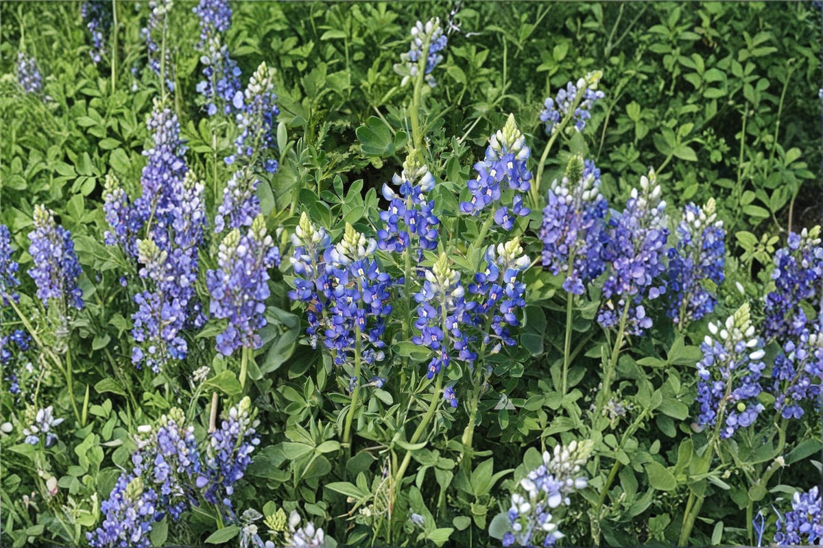 Texas Bluebonnet Seed – Lupinus texensis Wildflower for Gardens, Meadows & Pollinator Gardens