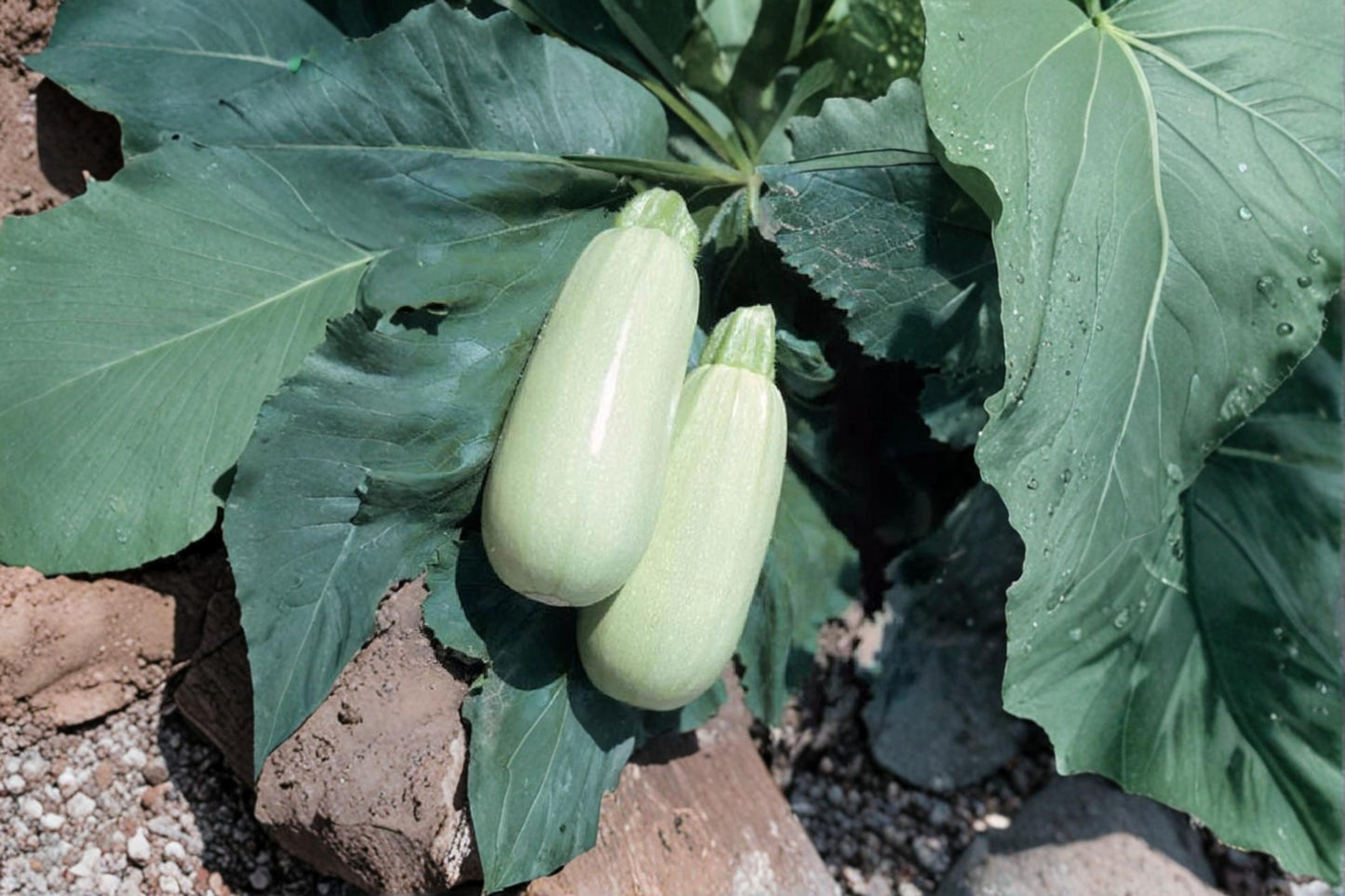Lungo Bianco Squash Seeds – Cucurbita pepo, Heirloom White Summer Vegetable for Garden Planting