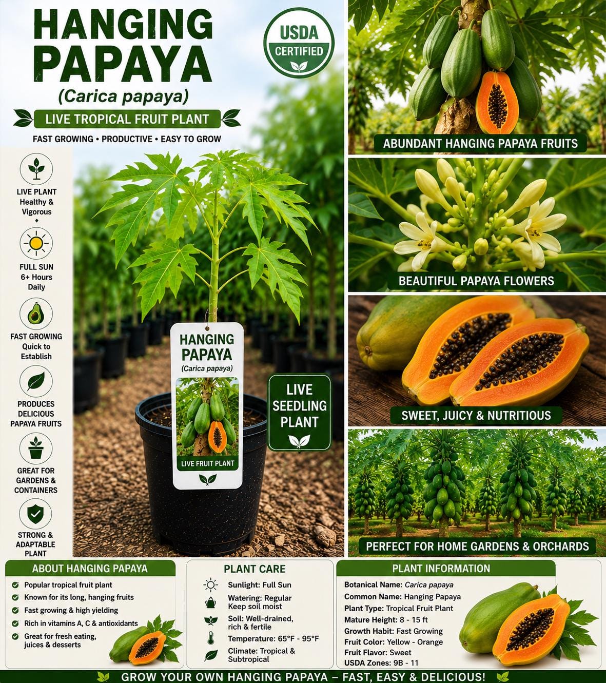 Hanging Papaya Live Seedling – Carica papaya, Tropical Fruit Plant, 12–24 Inches Tall, Edible Landscape, Container Growing