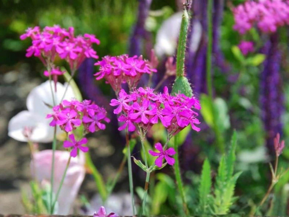 Catchfly Seeds – Silene armeria Wildflower for Pollinator Gardens, Cottage, Meadow, Natural Landscaping