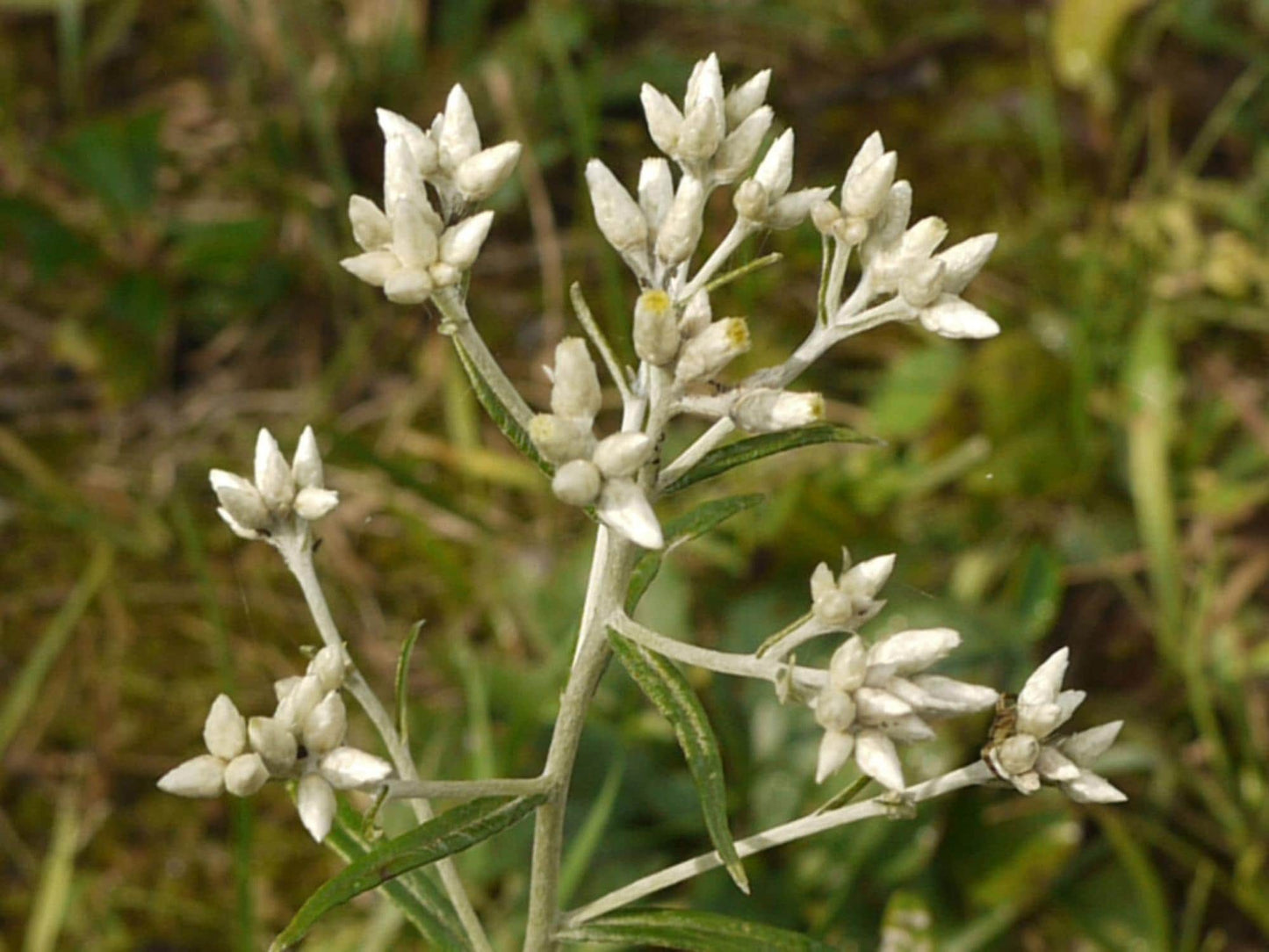 Sweet Everlasting Seeds - Native Wildflower for Pollinator Gardens, Cottage & Meadow Landscapes, Pseudognaphalium obtusifolium