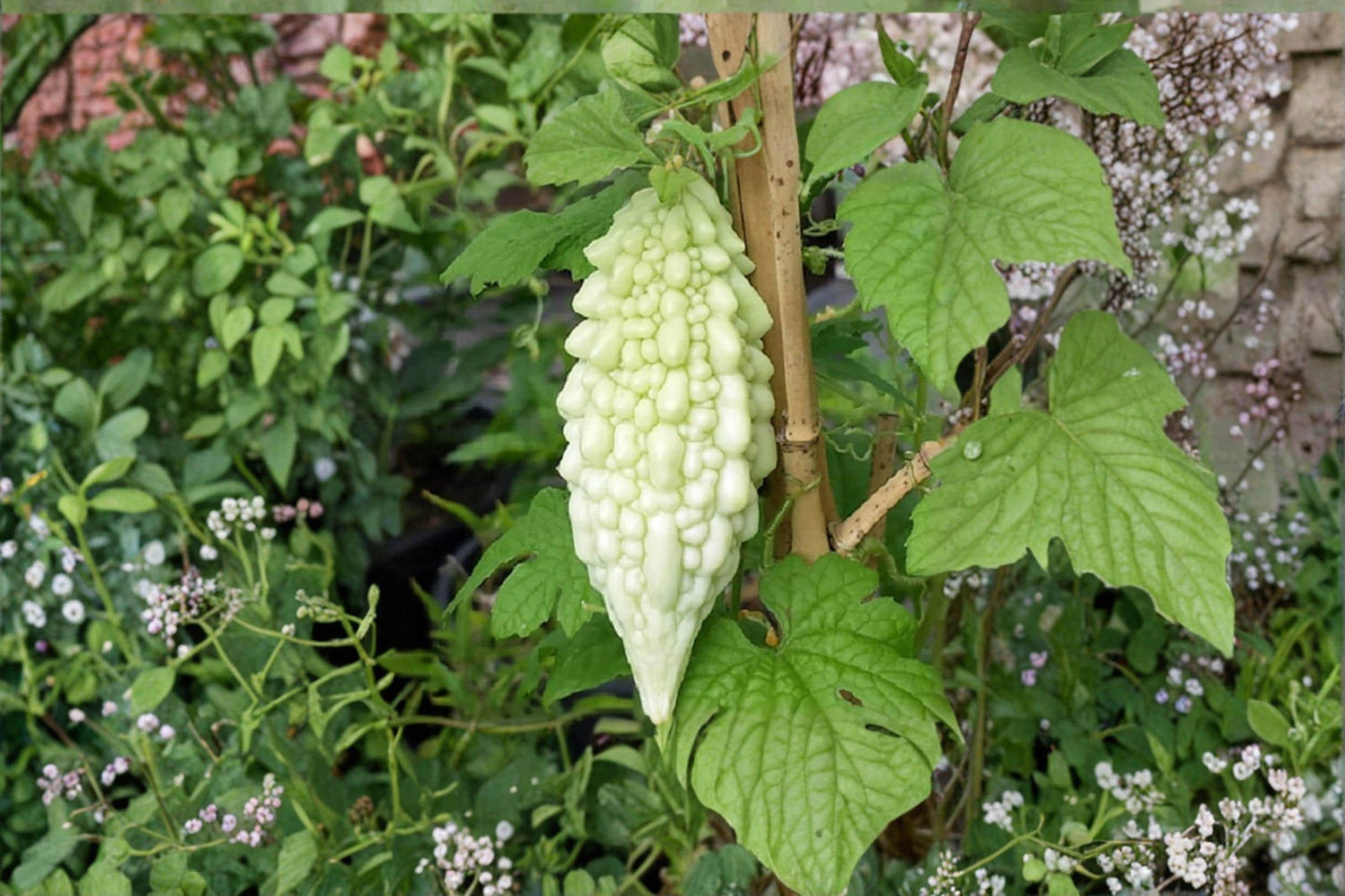 Bitter Gourd Seeds, Momordica charantia, Climbing Vine for Garden, Vegetable Seeds, Outdoor Planting, Edible Fruit