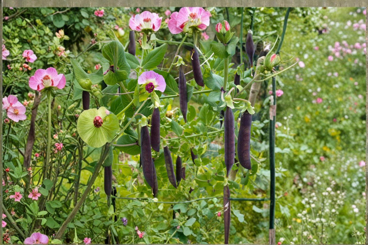 Purple Pod Pea Seeds – Heirloom Pisum sativum, Edible Climbing Vegetable, Purple Pods, Cool-Season Garden Plant, 15 Seeds