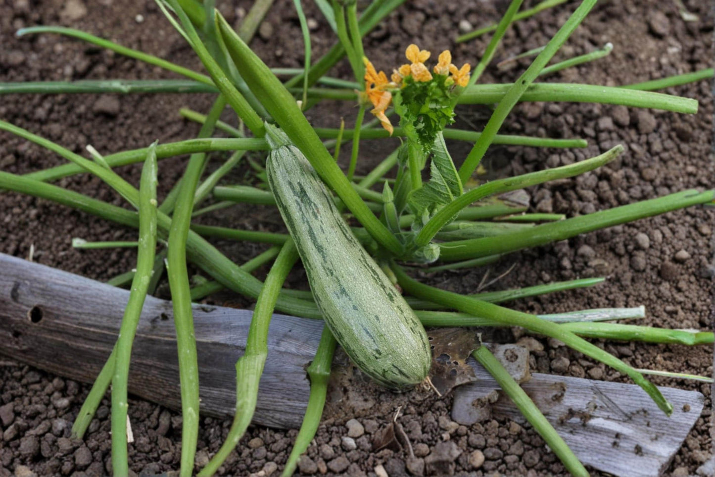 Caserta Squash Seeds – Heirloom Cucurbita pepo Summer Vegetable for Garden, Raised Beds & Containers