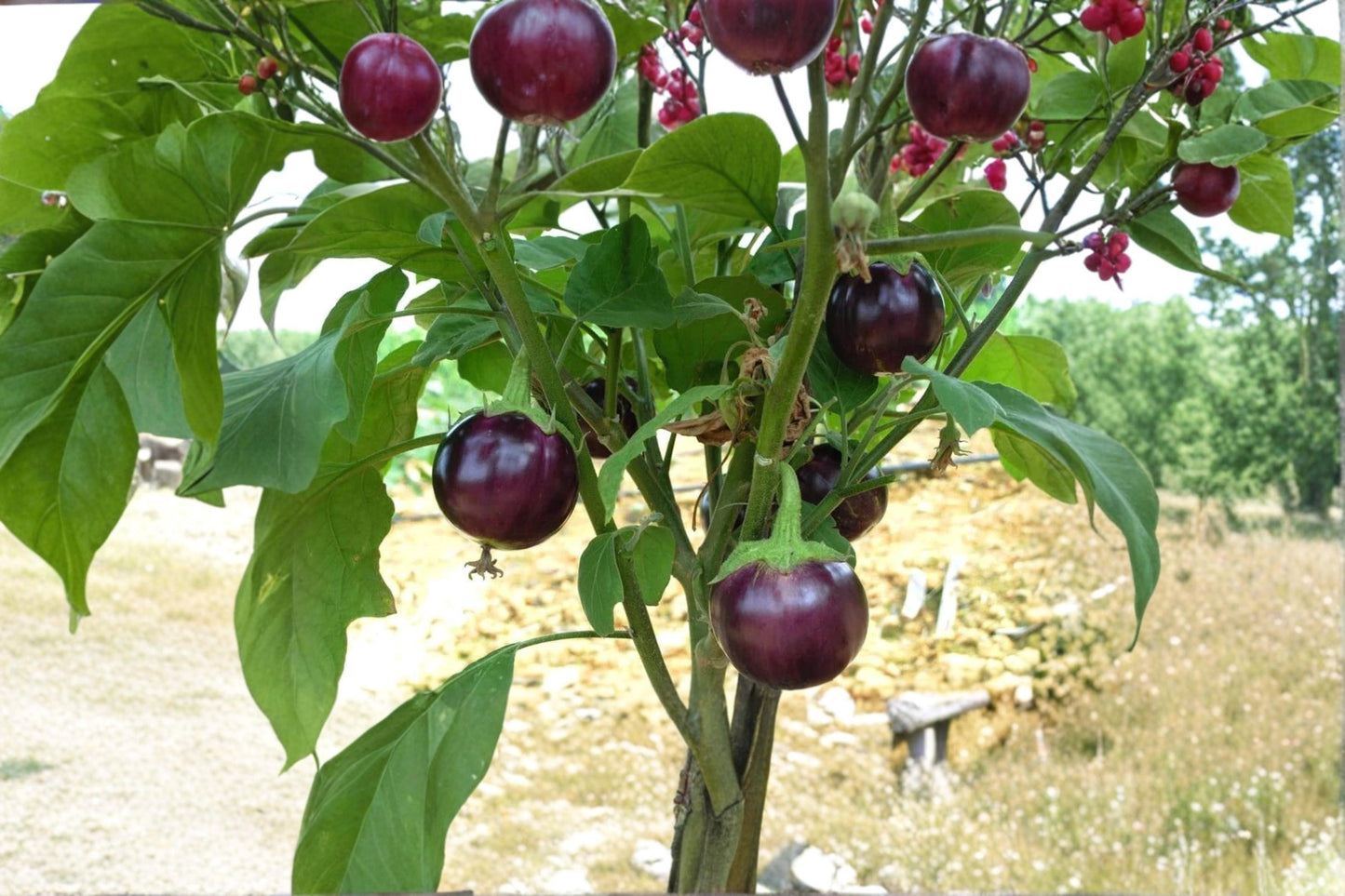 Little Prince Eggplant Seeds – Compact Solanum melongena Vegetable for Containers & Garden Beds, Deep Purple Fruits