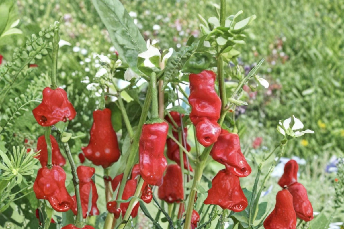 Exotic Pepper Seed – Capsicum annuum – Colorful Fruit, Compact Growth, Warm-Season Vegetable Seed for Garden & Containers