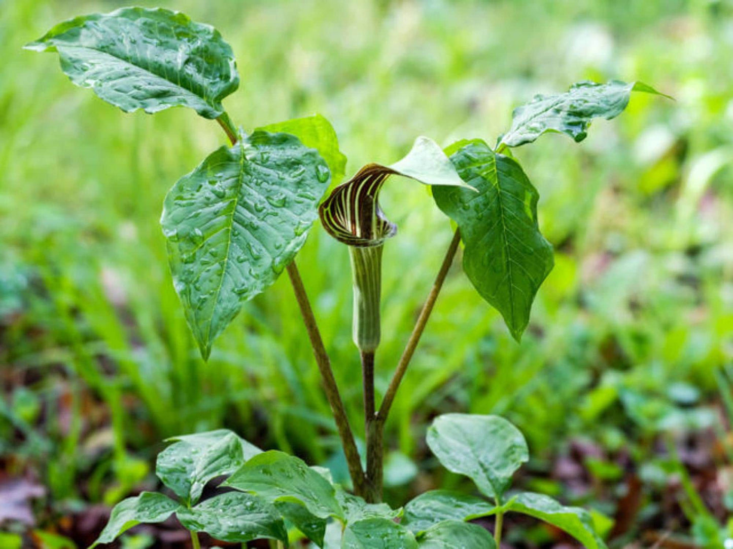 Jack-in-the-Pulpit Seeds – Arisaema triphyllum Wildflower Seeds for Pollinator Gardens, Cottage, Woodland & Natural Landscapes