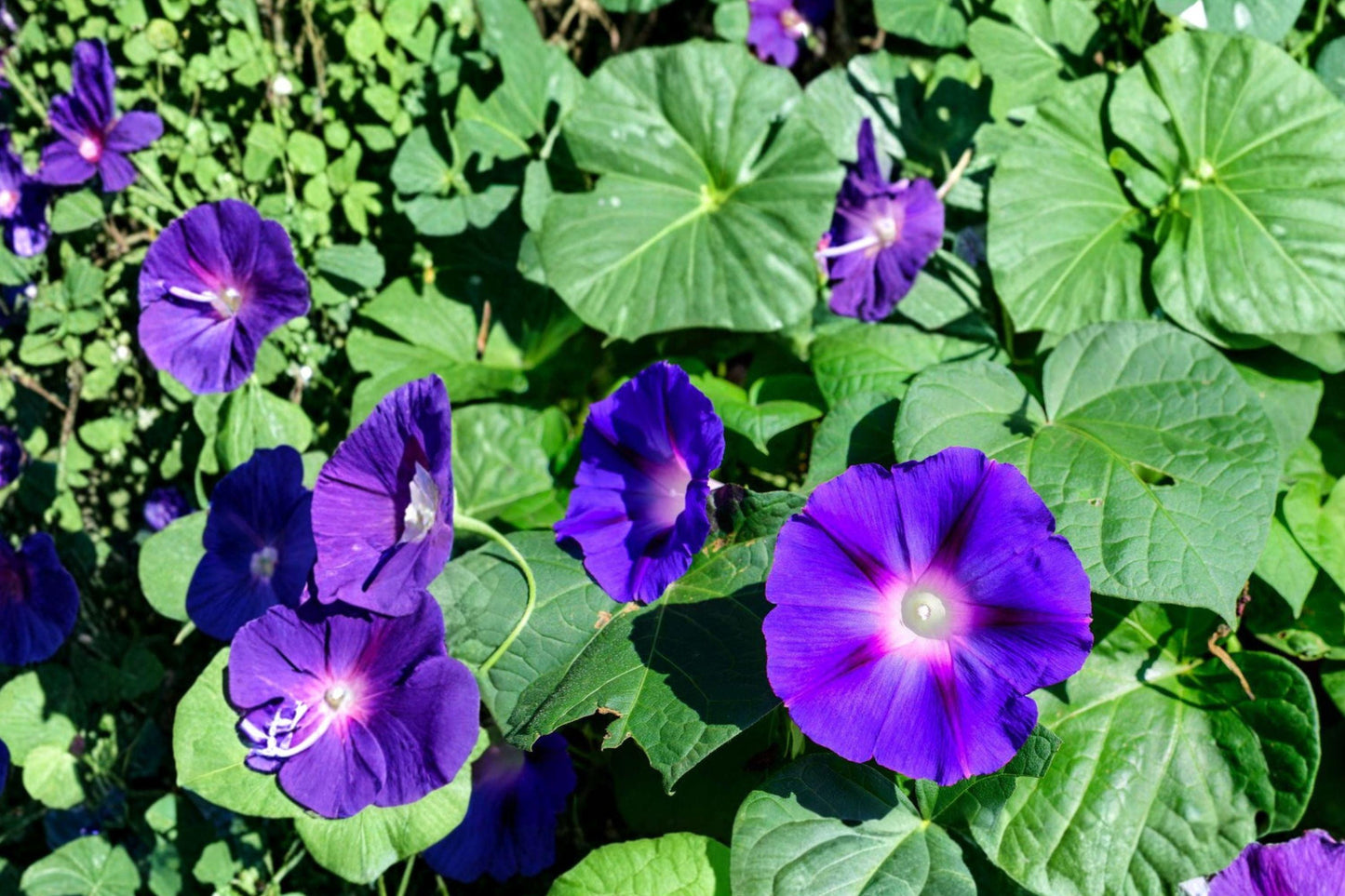 Heavenly Blue Morning Glory Seeds – Ipomoea purpurea Vine with Sky Blue Flowers, Fast-Growing Annual Climber, 55 Seeds