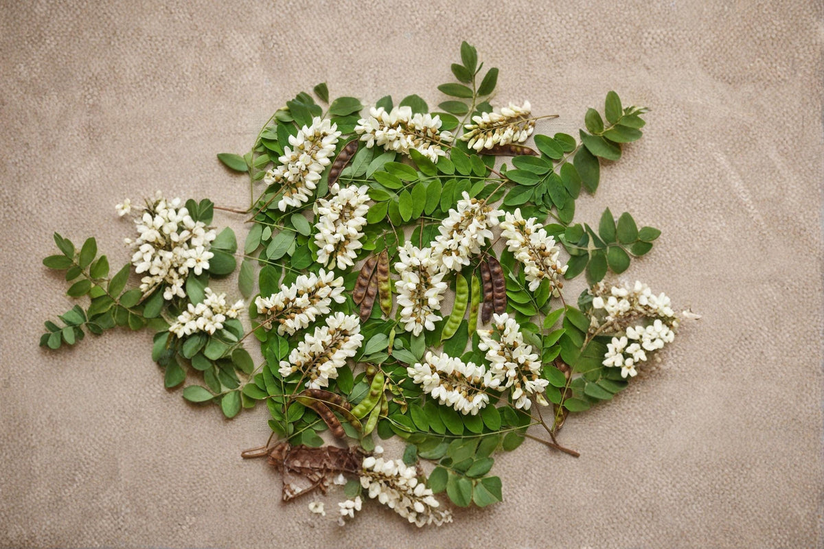 Black Locust Tree Seeds – Robinia pseudoacacia, Deciduous Flowering Tree, 50 Seeds for Landscaping & Garden Planting
