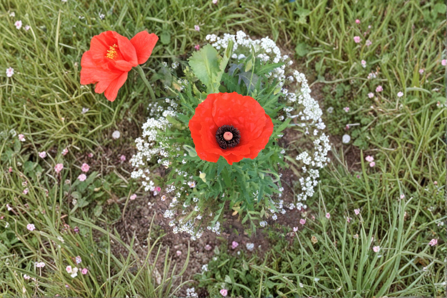 Red Poppy Seeds – 1000 Seeds for Ornamental Flower Garden, Wildflower, Meadow, Cottage Garden, Papaver rhoeas