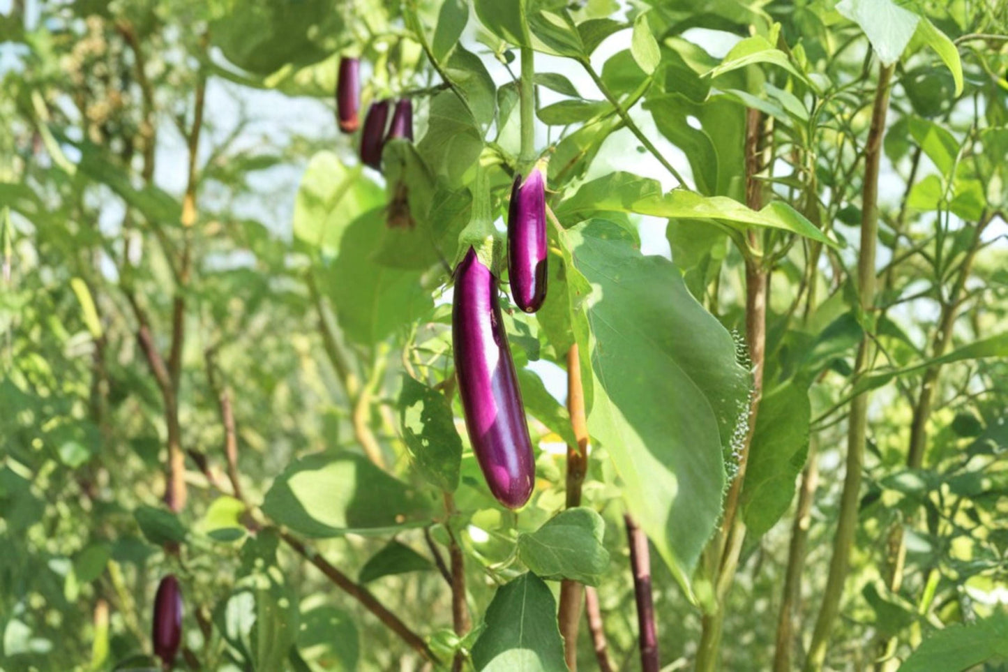 Long Purple Eggplant Seeds – Heirloom Solanum melongena, 150+ Non-GMO Vegetable Seeds for Container & Garden Cultivation
