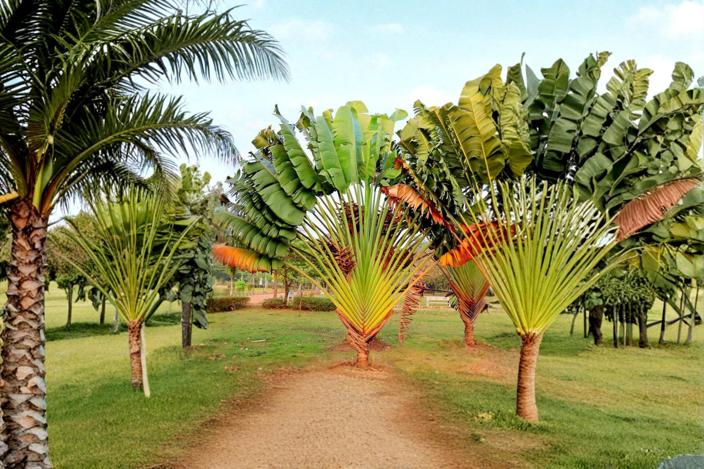 Travelers Palm Tree Seeds 5 Pack – Ravenala madagascariensis Tropical Ornamental Plant for Gardens & Containers