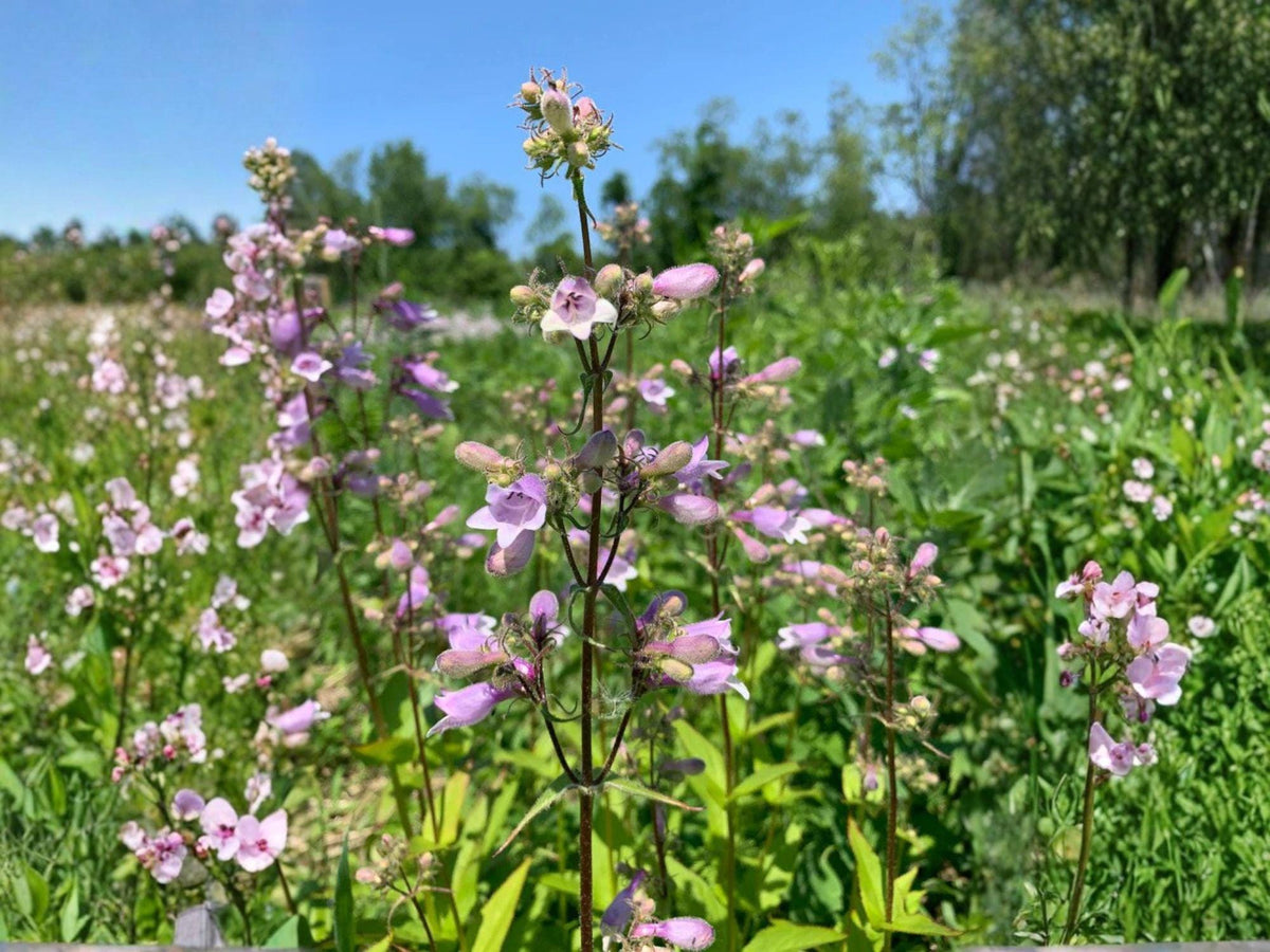 100 Hairy Beardtongue Seeds – Penstemon hirsutus Wildflower Seeds for Pollinator Gardens, Cottage Garden, Meadow Plantings