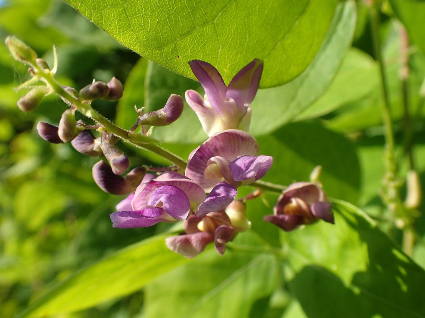 Wild Kidney Bean Seeds – Phaseolus polystachios, Edible Vegetable Seeds for Garden Beds & Trellises