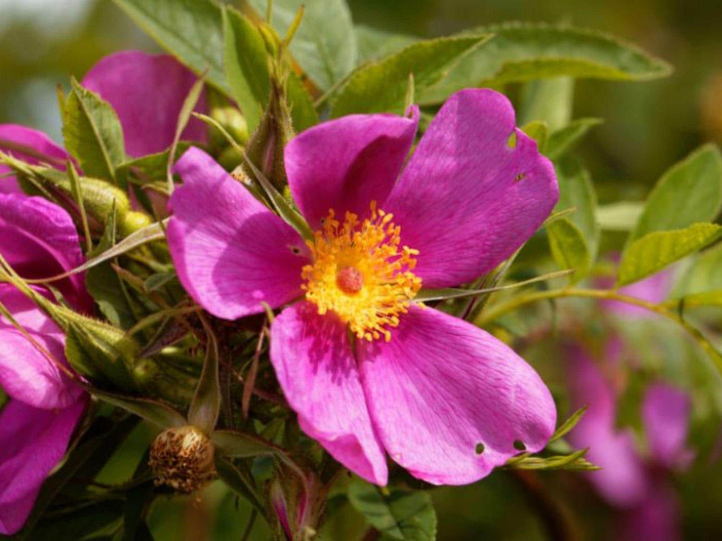15 Pasture Rose Seeds Rosa carolina Ornamental Shrub for Landscape, Garden, and Collector Projects