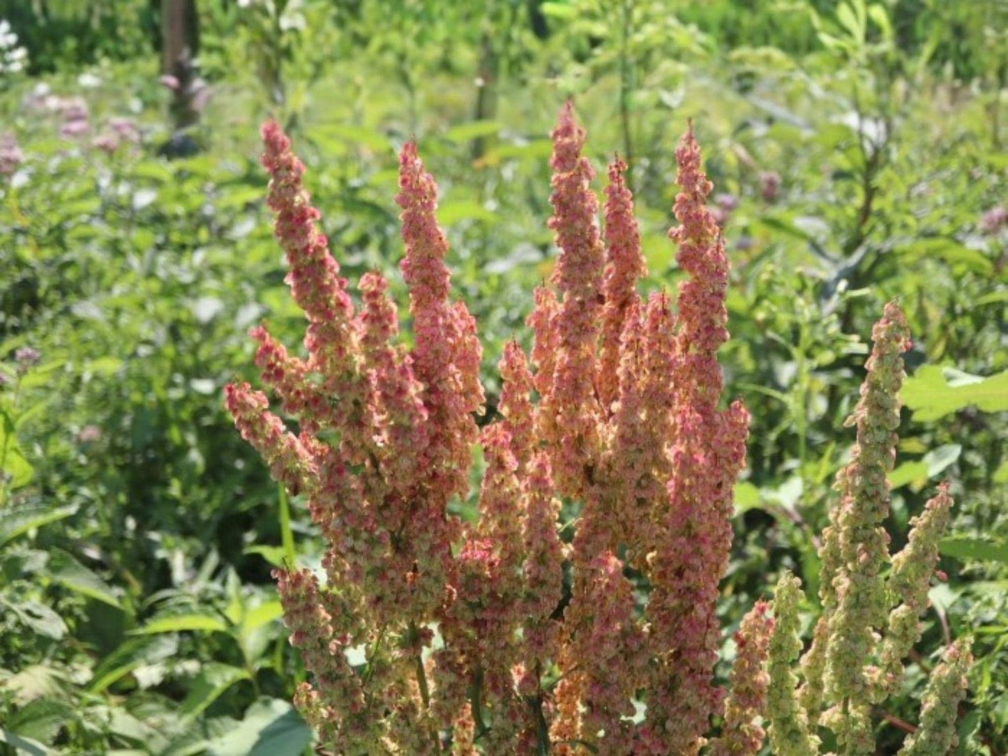 100 Great Water Dock Seeds – Rumex orbiculatus Wetland Wildflower Seeds for Rain Gardens & Moist Areas