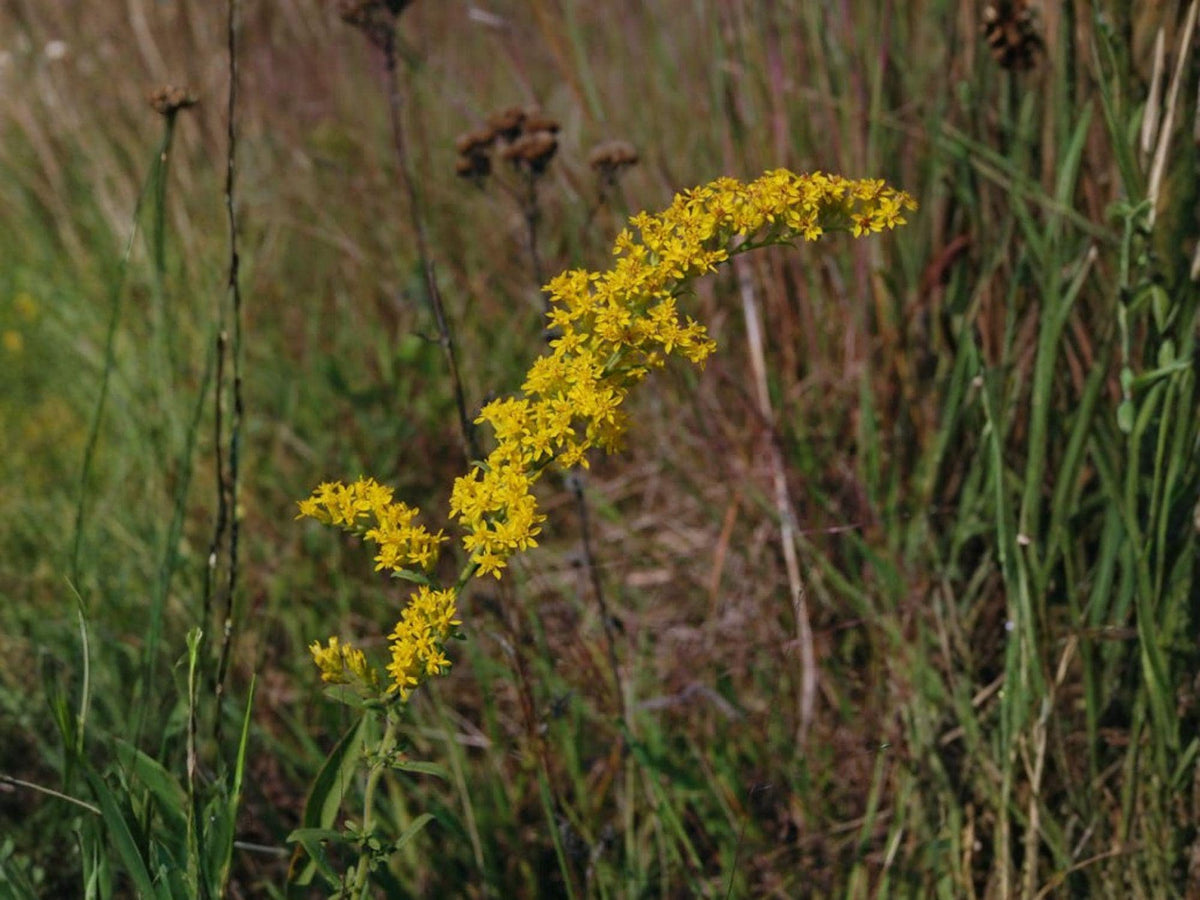 Old Field Goldenrod Seeds – Solidago nemoralis Wildflower Seeds for Pollinator Gardens, Borders & Meadow Plantings