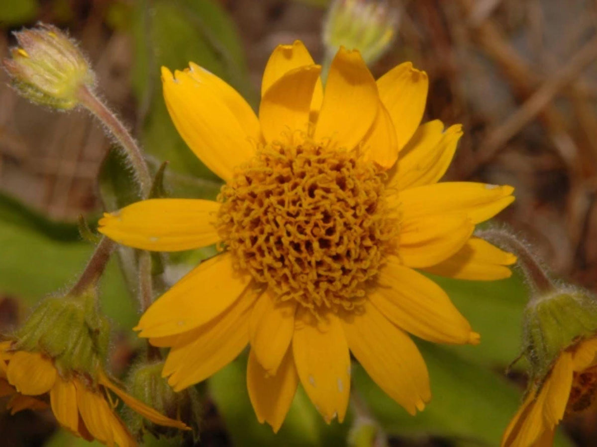 100 Meadow Arnica Seeds – Arnica chammisonis Wildflower Seeds for Pollinator Gardens, Cottage, Meadow, Natural Landscaping