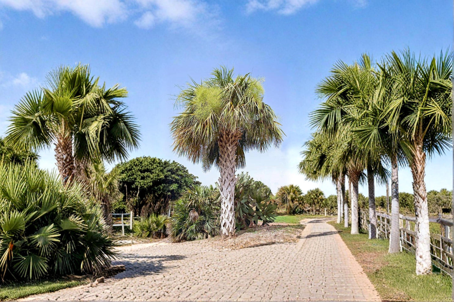 Palmetto Seeds – Sabal palmetto – Fan Palm Tree for Landscaping & Garden Planting, Tropical & Outdoor Use