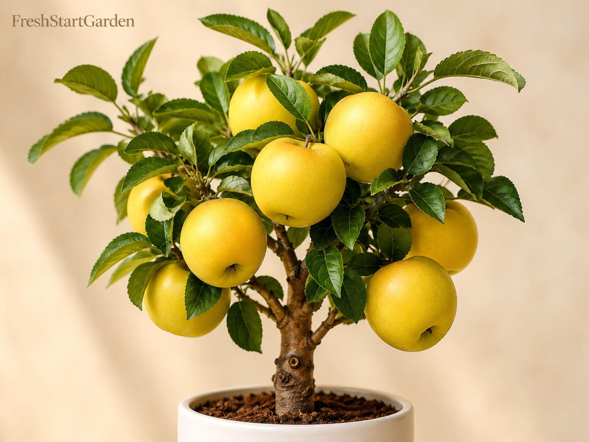 Yellow Delicious Apple Bare Root Tree – Malus domestica, 12-18 Inch, Deciduous Fruit Tree for Edible Landscaping