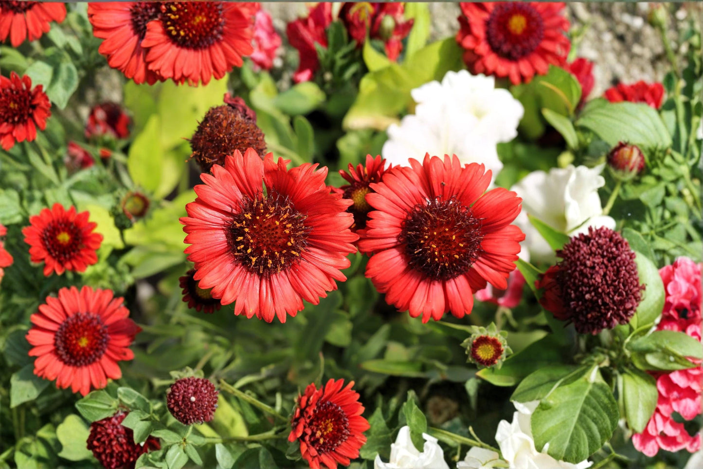 Blanket Flower Seeds – Gaillardia aristata – Drought-Tolerant Perennial Garden Flowers with Vibrant Red, Orange, Yellow Blooms
