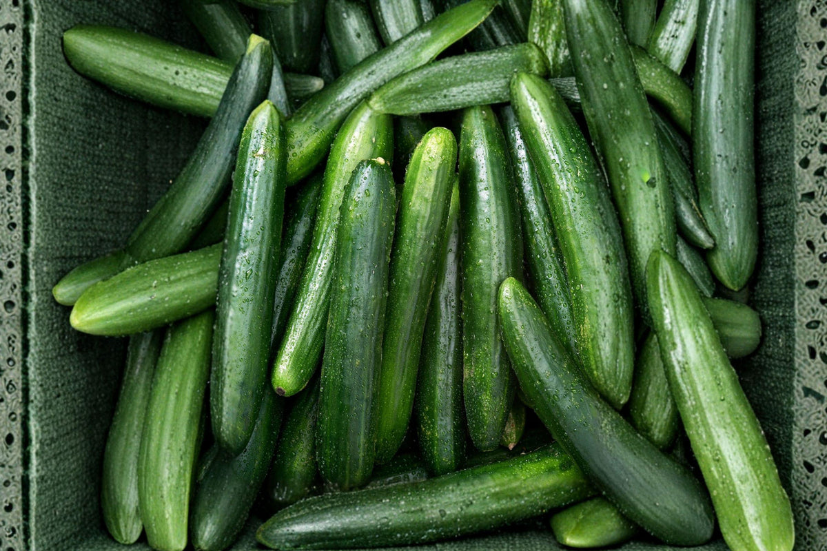 Straight Eight Cucumber Seeds – Cucumis sativus Garden Vegetable, 60 Seeds