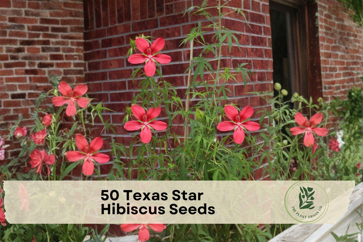 Texas Star Hibiscus Seeds – 50 Premium Scarlet Flowers for Gardens, Pollinator Attractant, Hibiscus coccineus, Perennial Plant