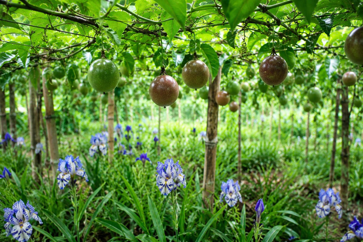 Passion Fruit Seeds 50pcs Purple-Skinned Variety Passiflora edulis for Home Gardens & Greenhouses