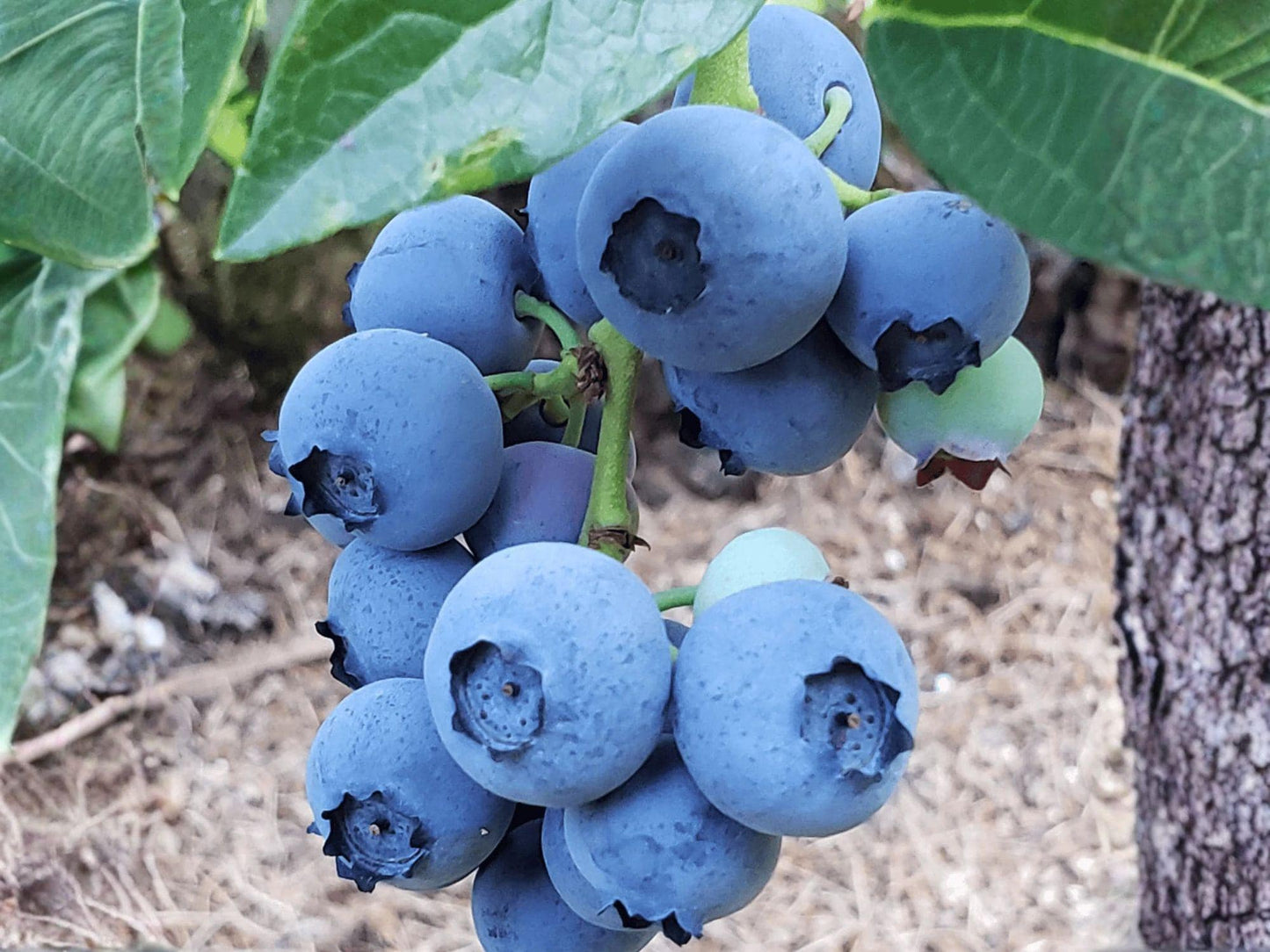 Rebel Blueberry Starter Plant Vaccinium corymbosum Edible Berry Shrub for Garden, Container, Landscape