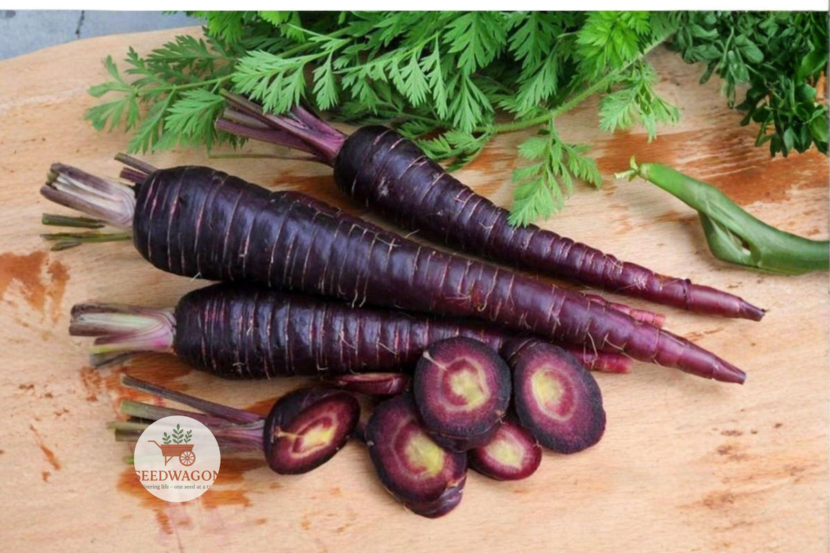 Purple Haze Carrot Seeds – Hybrid Non-GMO, Deep Purple Roots, Sweet Flavor, 100+ Seeds for Fresh Eating & Garden Harvest