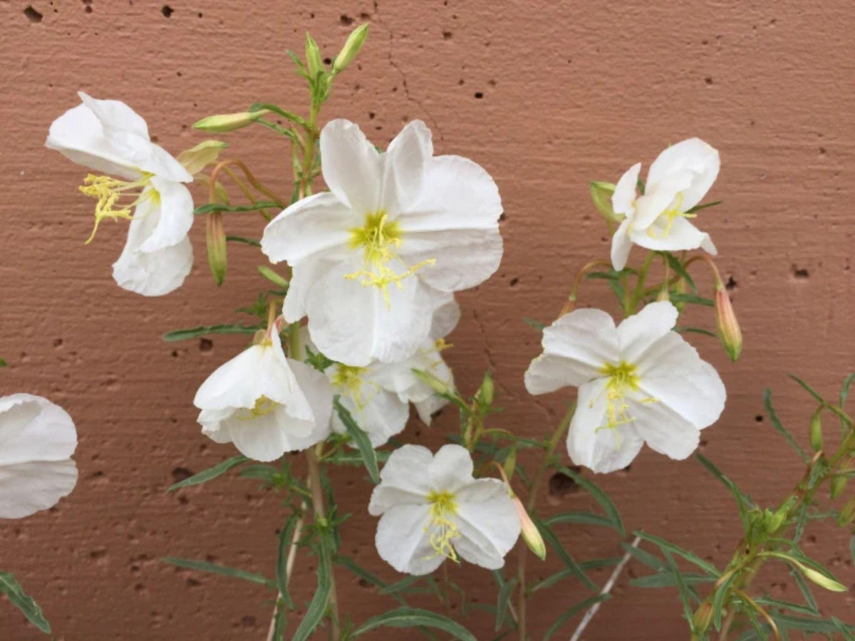 100 Pale Evening Primrose Seeds – Wildflower Seeds for Pollinator Gardens, Oenothera pallida, Cottage Garden, Meadow Planting