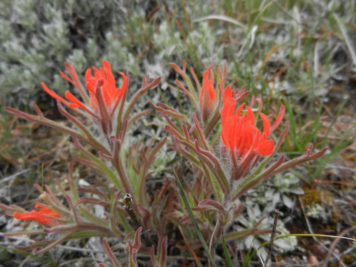 100 Aspen Paintbrush Seeds – Castilleja miniata Wildflower Seeds for Naturalistic Gardens, Pollinator-Friendly, Ornamental Grass Seeds