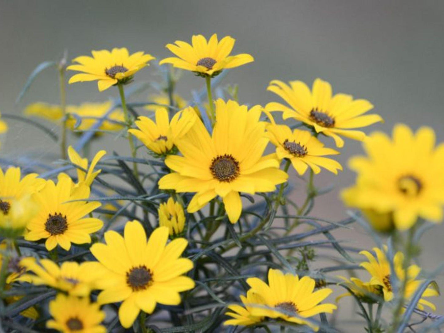 100 Swamp Sunflower Seeds – Helianthus angustifolius Wetland Wildflower Seeds for Rain Gardens & Moisture Gardens