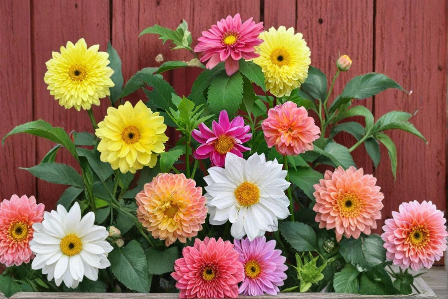Exotic Mix Dahlia Seeds – Colorful Flowering Plant Pack for Garden Beds & Containers – Dahlia species