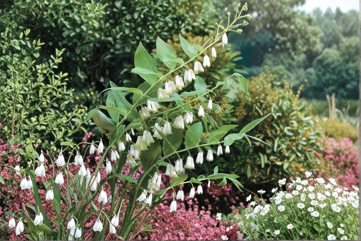 Great Solomon's Seal Seeds – Polygonatum biflorum, Perennial Woodland Wildflower for Shade Gardens and Native Landscapes
