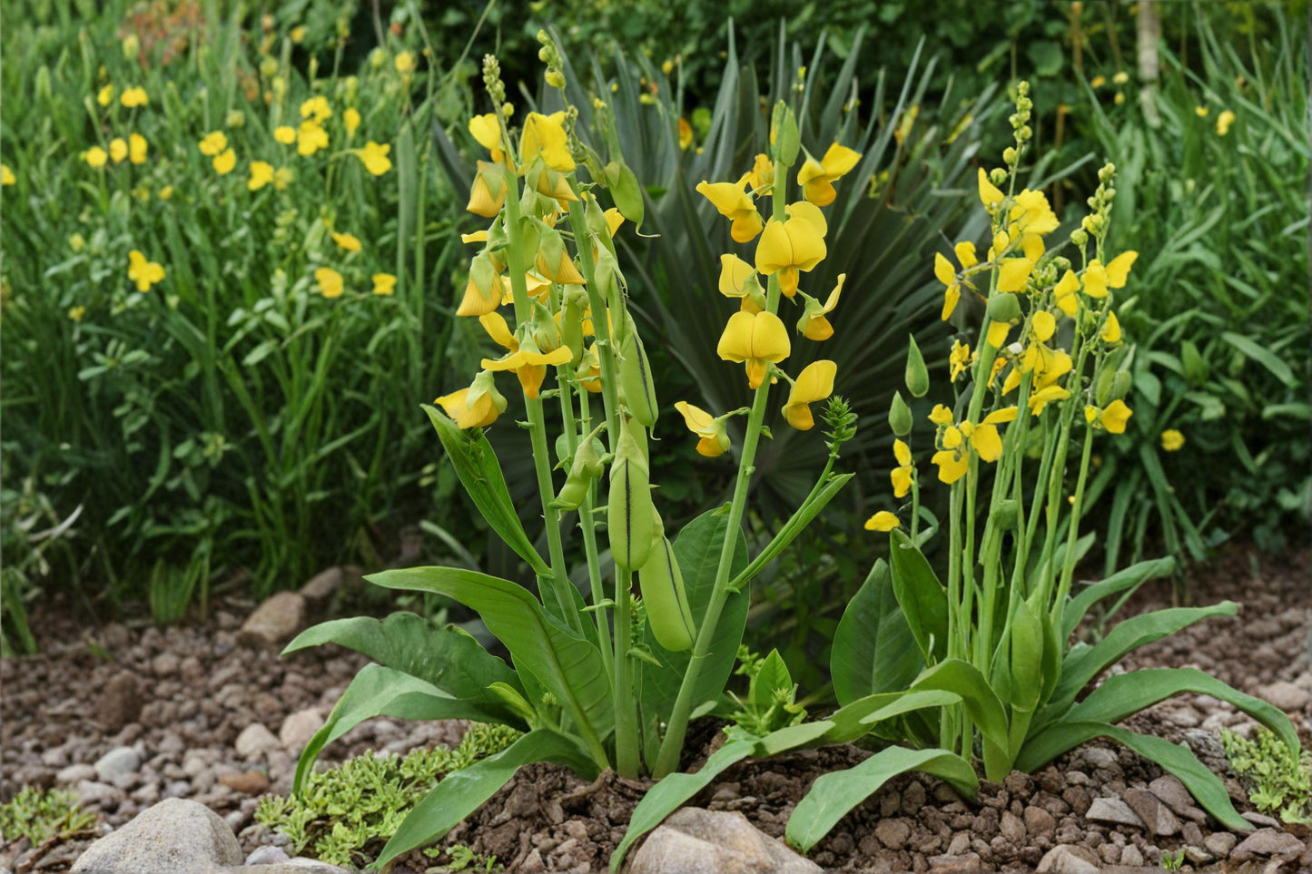 Cats Bell Flower Seeds – Crotalaria spectabilis, Ornamental Flowering Annual for Gardens and Borders