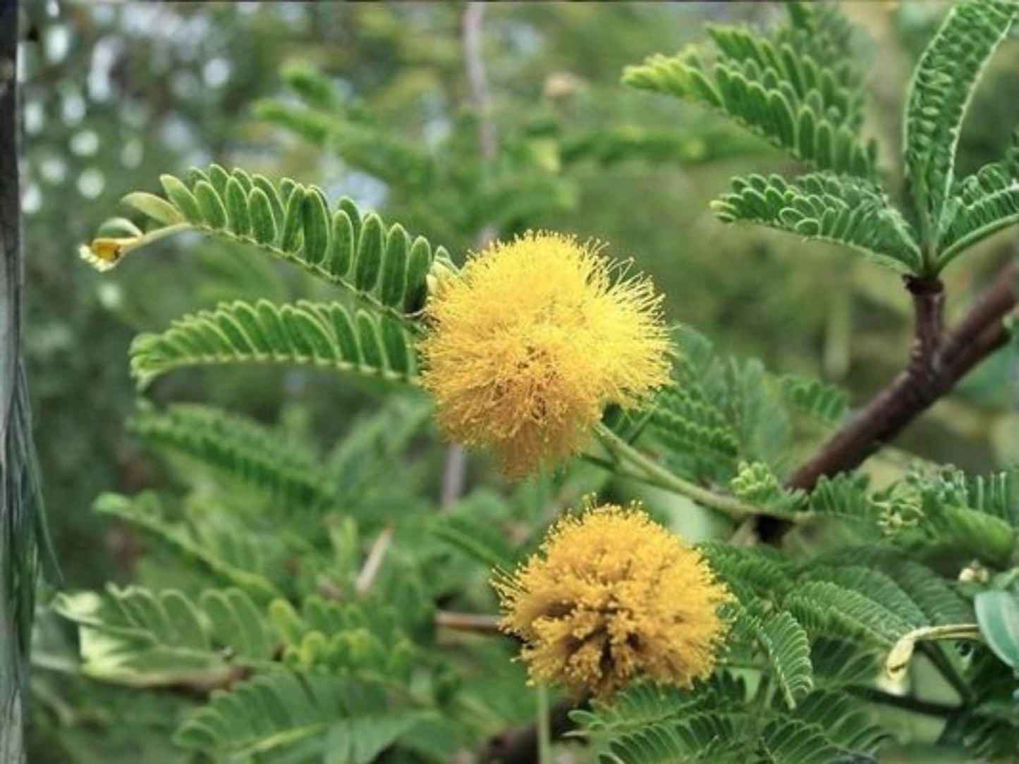 Acacia arabica Seeds – Heirloom Babul Tree, Thorn Acacia, Vachellia nilotica, Garden Tree Seeds, Non-GMO, Open-Pollinated