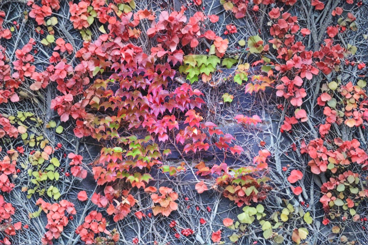 Boston Ivy Seeds – Climbing Vine, Parthenocissus tricuspidata, Ornamental Foliage, Fall Color, Wall & Fence Cover, 50 Seeds