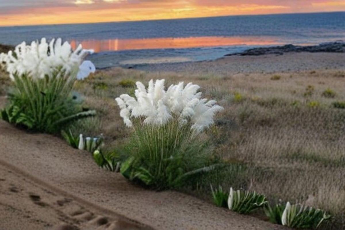 Pampas Grass Mix Seeds – Cortaderia selloana Ornamental Grass for Landscaping & Garden Decor