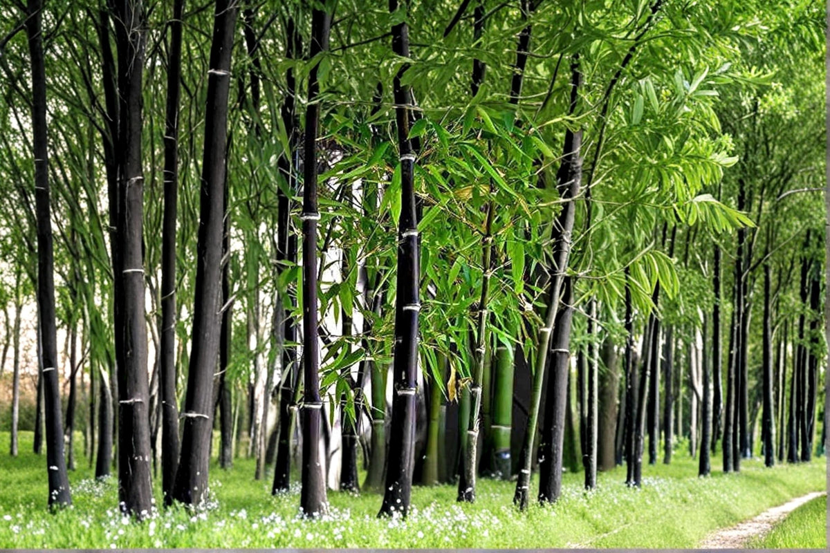 Black Bamboo Seeds – Phyllostachys nigra, Ornamental Bamboo for Landscaping & Privacy Screens, 150 Seeds