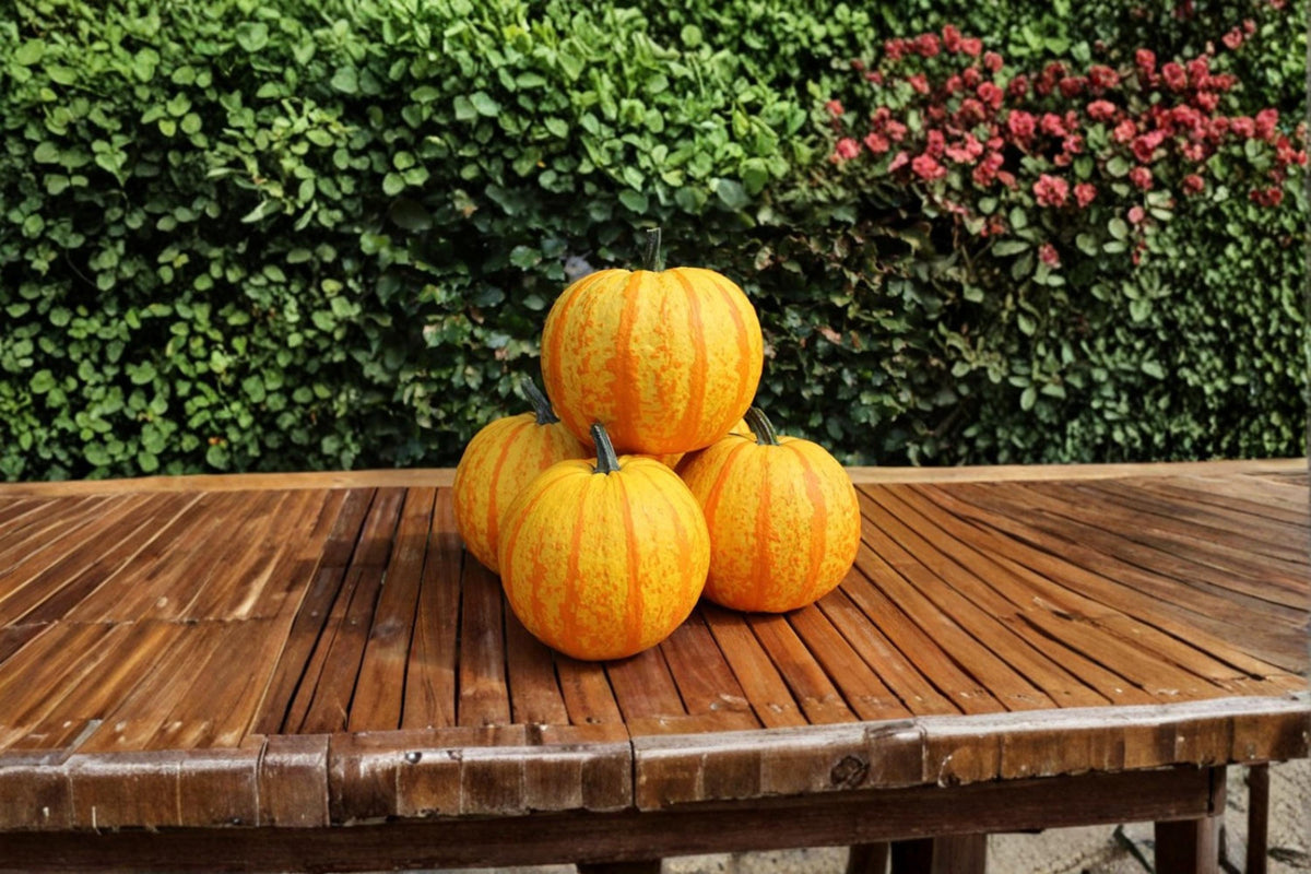 Fireball Pumpkin Seeds – Ornamental Cucurbita pepo, Bright Orange-Red Decorative Gourd, Fall Garden, Halloween Decor