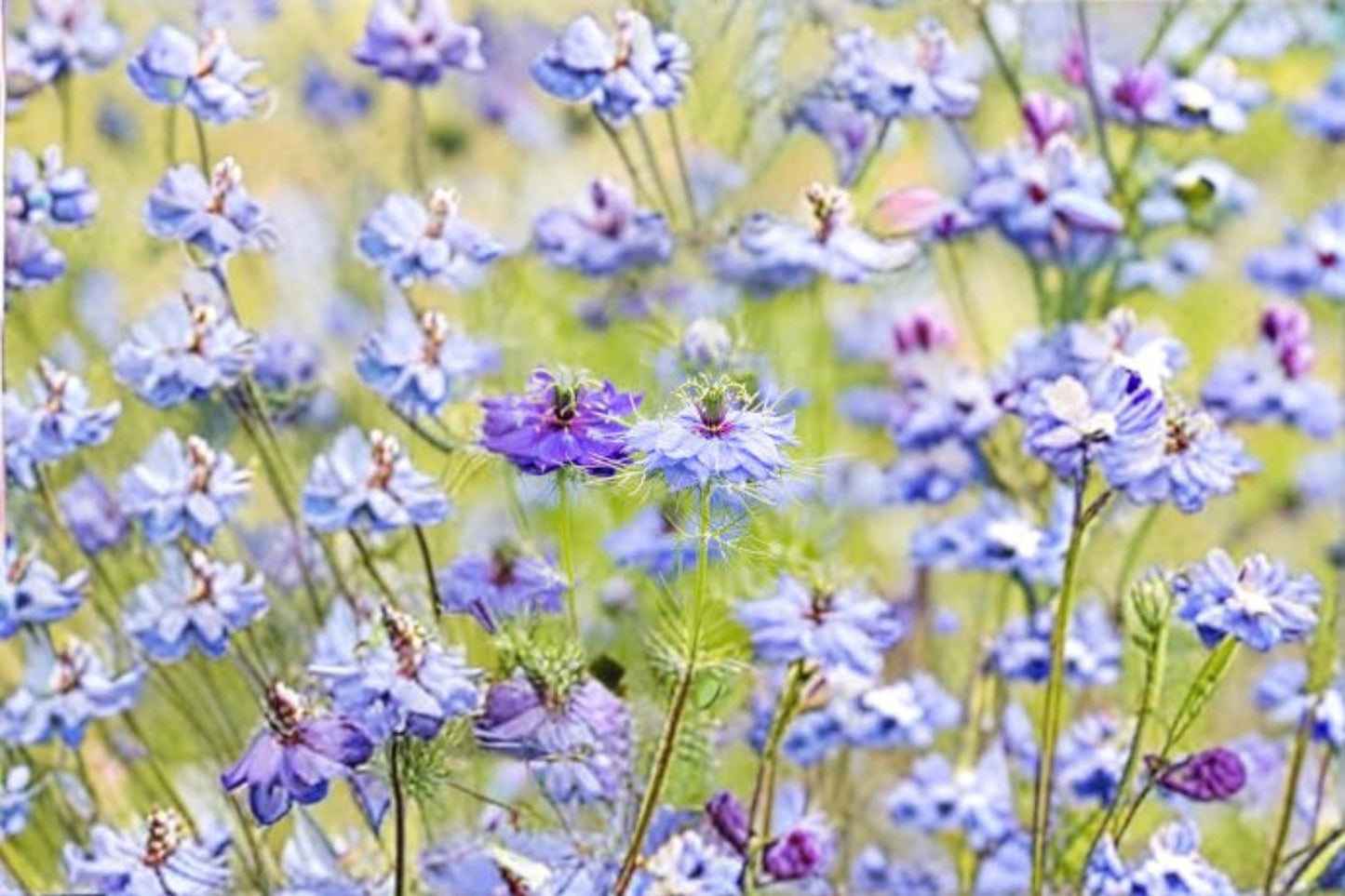 Love in a Mist Flower Seeds | Nigella damascena | Ornamental Annual for Gardens & Borders