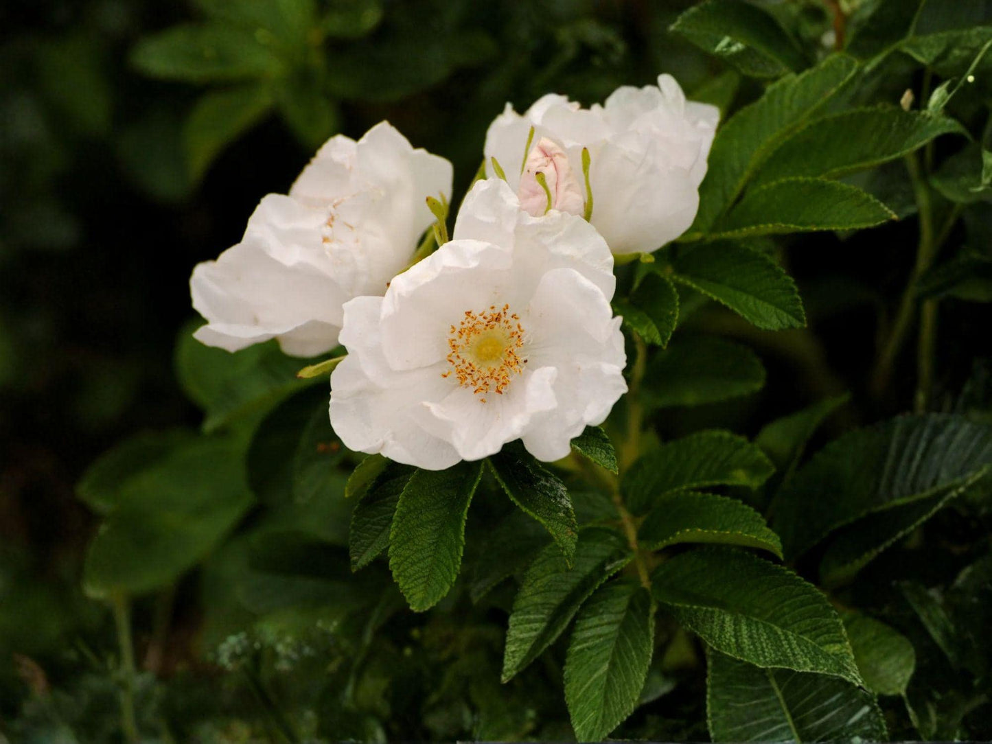 White Beach Rose Seeds – Rosa rugosa alba, Japanese Rose, Fragrant White Blooms, Coastal Garden, Hedges & Ornamental Landscaping