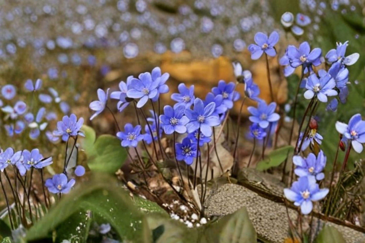 Hepatica Seedlings – Early Spring Woodland Flower Plant – Hepatica nobilis, Shade Garden Perennial, Wildflower, Live Starter Plants