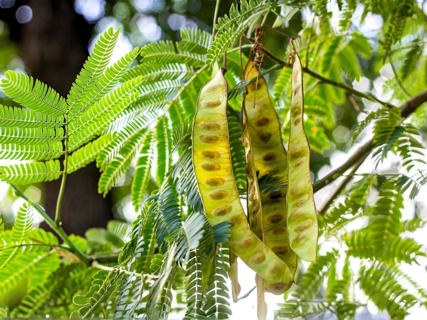 Chinese Honeylocust Seeds – 10 Heirloom Non-GMO Soap Bean Tree Seeds for Planting Gleditsia sinensis