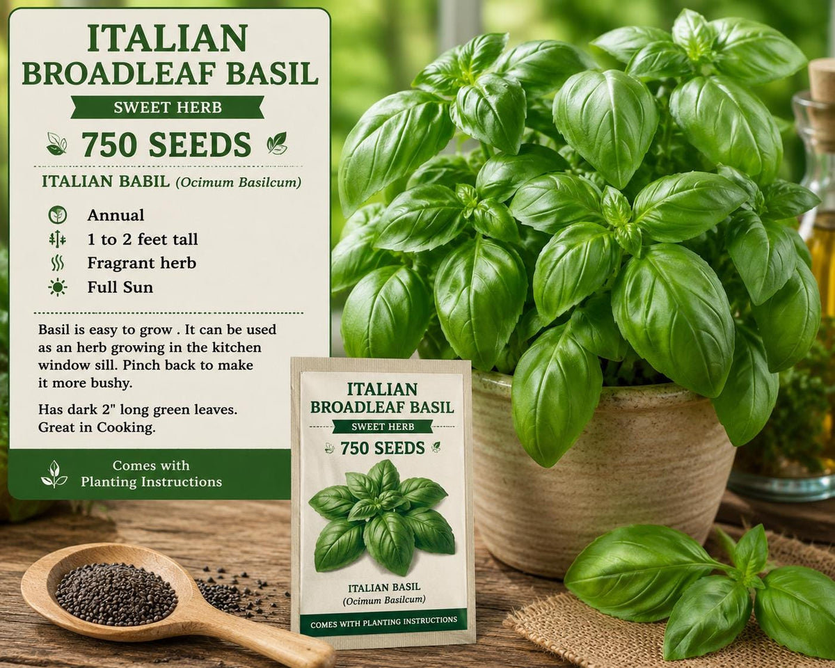 Italian Broadleaf Basil Seeds – 750 Pack, Aromatic Green Foliage, Ocimum basilicum, Herb for Gardens & Containers
