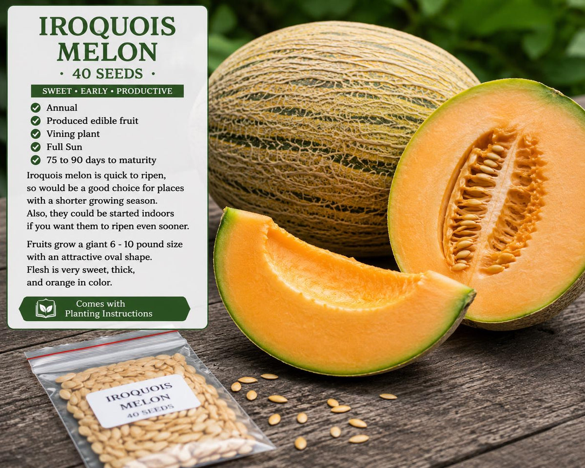 Iroquois Muskmelon Seeds – Cantaloupe Melon Cucumis melo, Heirloom Orange Flesh Fruit, Fruiting Vine, 40 Seeds